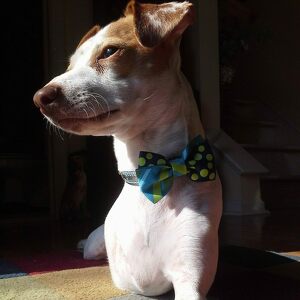 Fundraising Page: Sharon Goodspeed